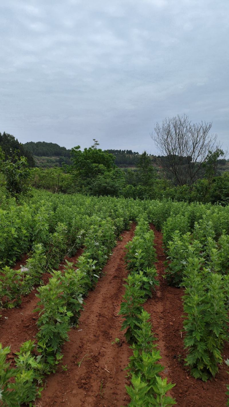 大量出售新鲜艾草，全颗艾，艾苗