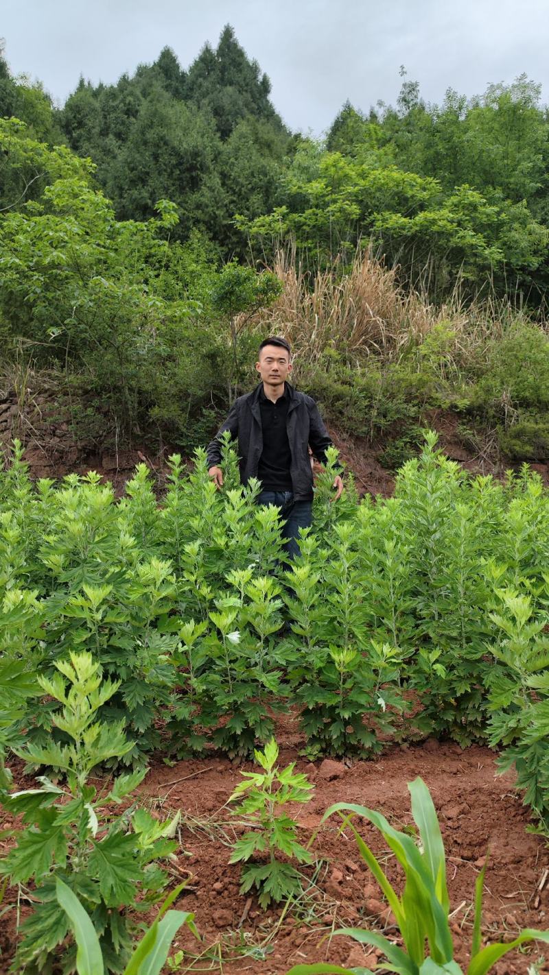 大量出售新鲜艾草，全颗艾，艾苗
