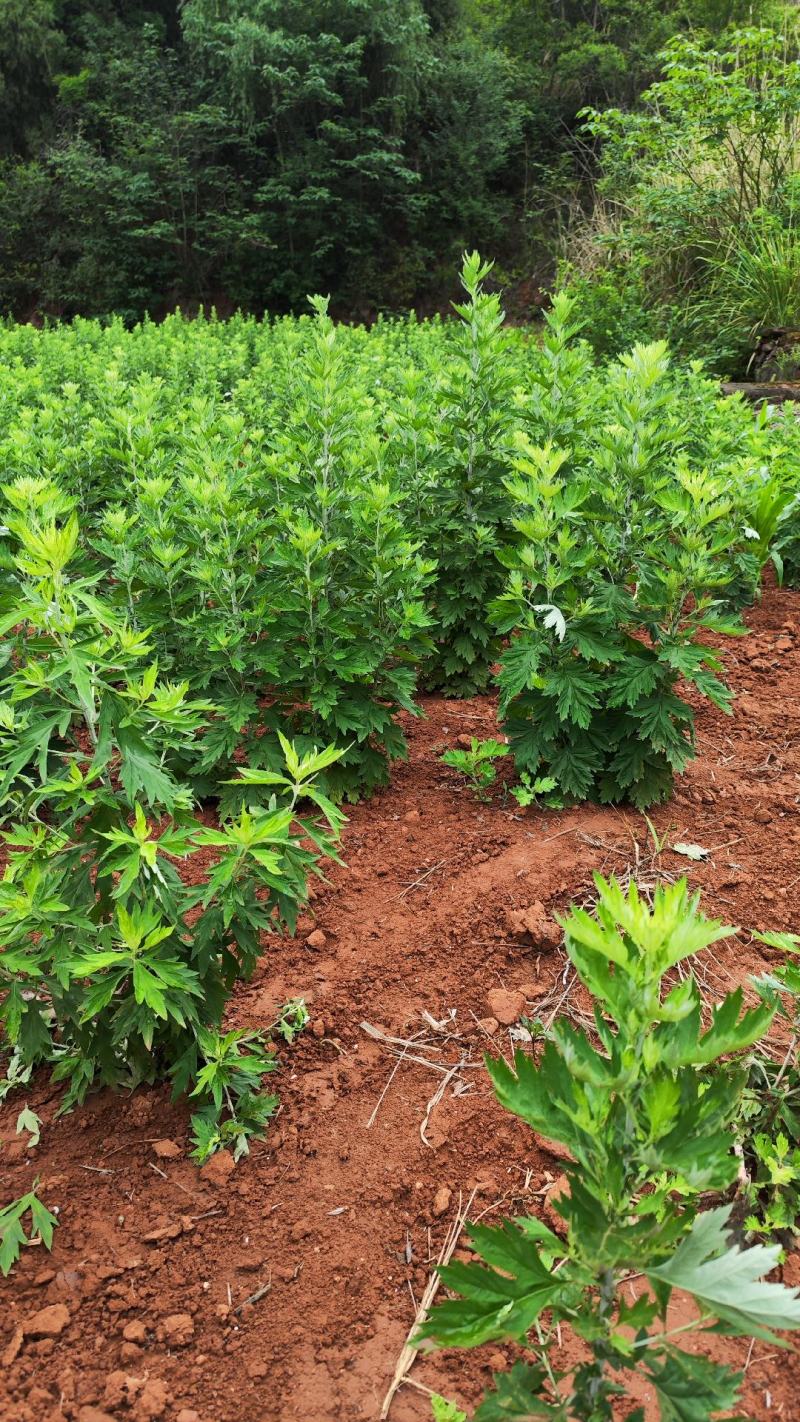 大量出售新鲜艾草，全颗艾，艾苗