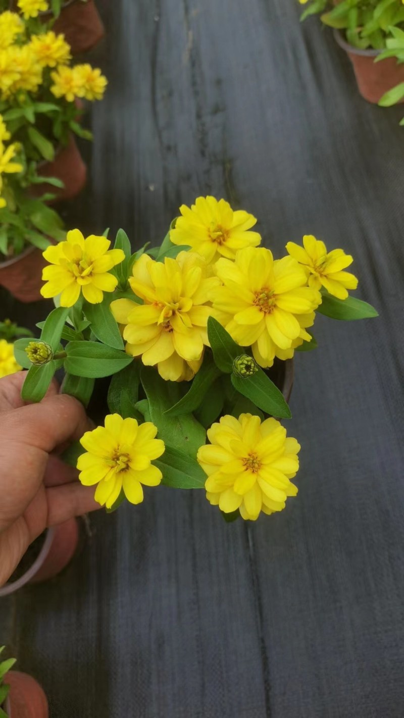 产地批发百日菊百日草杯苗草花基地直销色块花卉