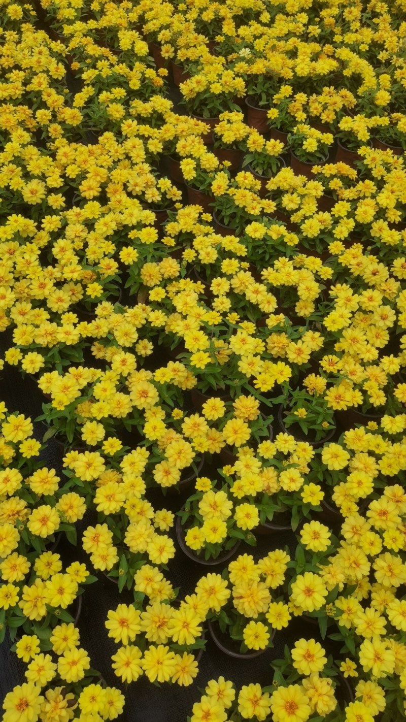 产地批发百日菊百日草杯苗草花基地直销色块花卉
