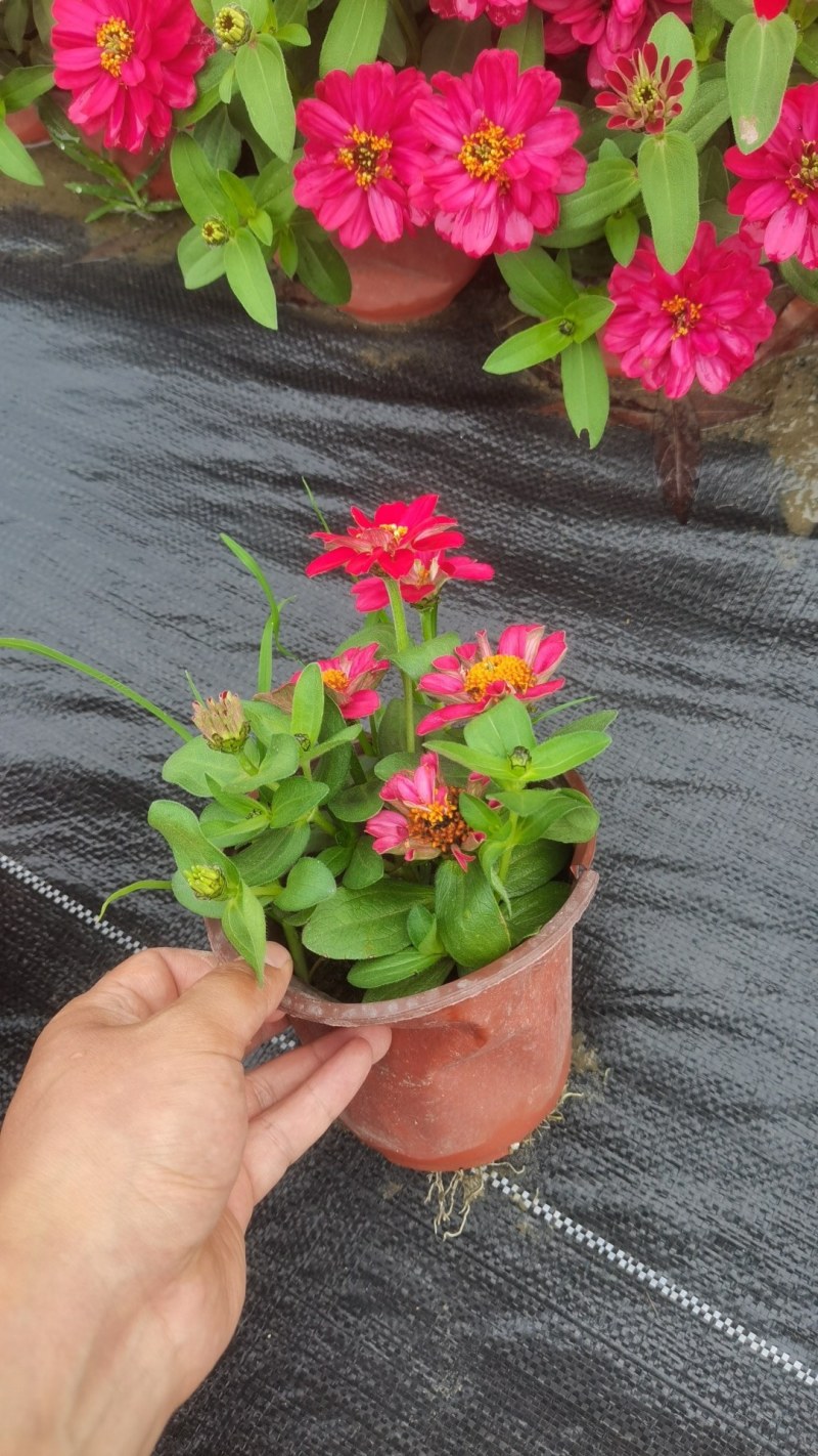 产地批发百日菊百日草杯苗草花基地直销色块花卉