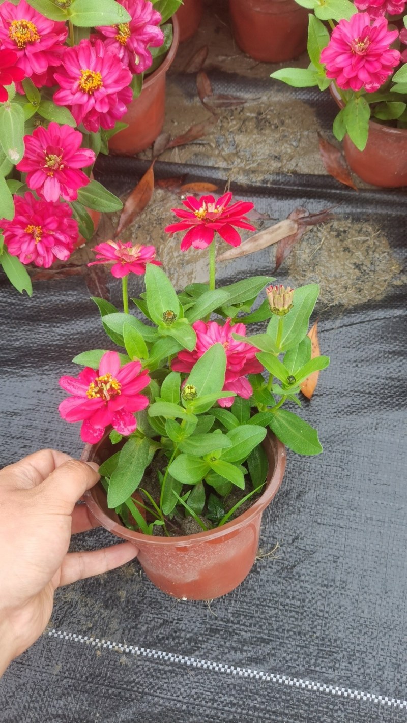 产地批发百日菊百日草杯苗草花基地直销色块花卉