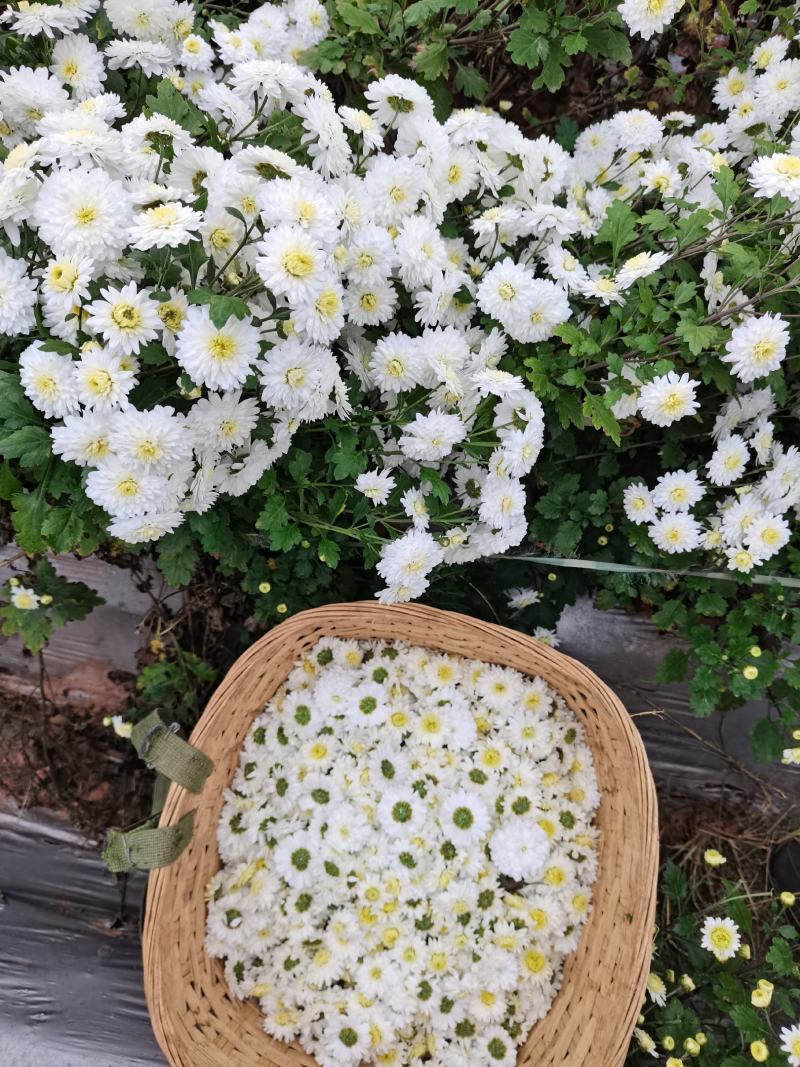 精品贡菊茶