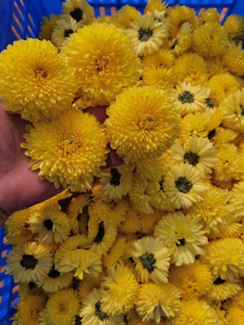 精品皇菊茶