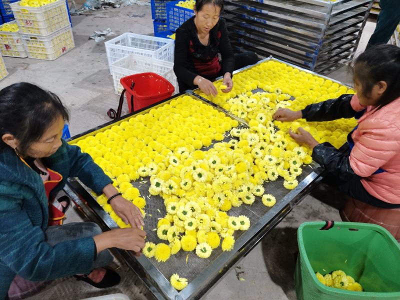 精品皇菊茶