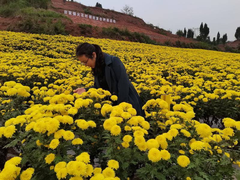 精品皇菊茶