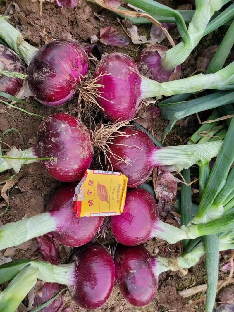 200亩紫红洋葱开始上市，个头85起步颜色好亮度高硬度好