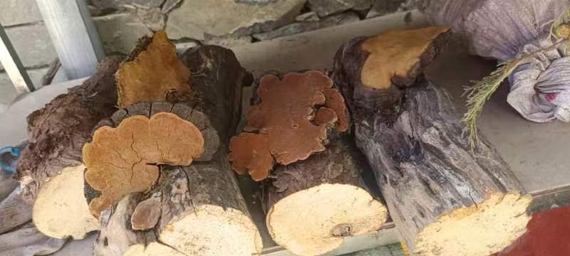 桑黄