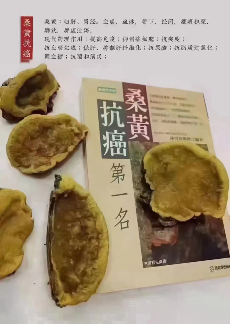 桑黄
