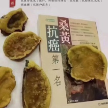 桑黄