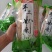 500克精装红薯粉条三证齐全，支持线上交易，安全有保障