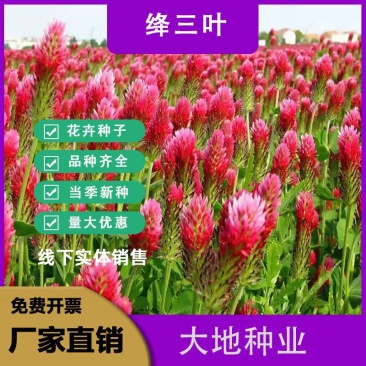 绛三叶种子果园绿肥种子地中海三叶草果园花卉蜜源鸡鸭牛羊鱼