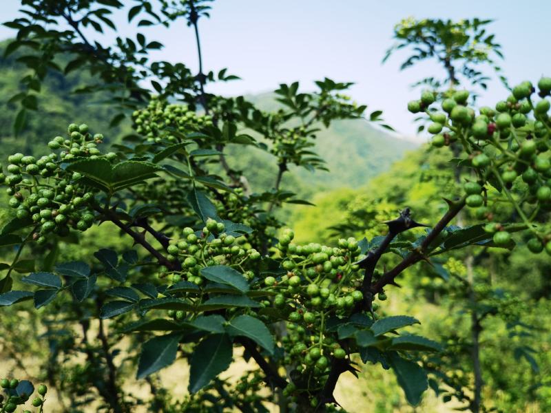 鲜花椒