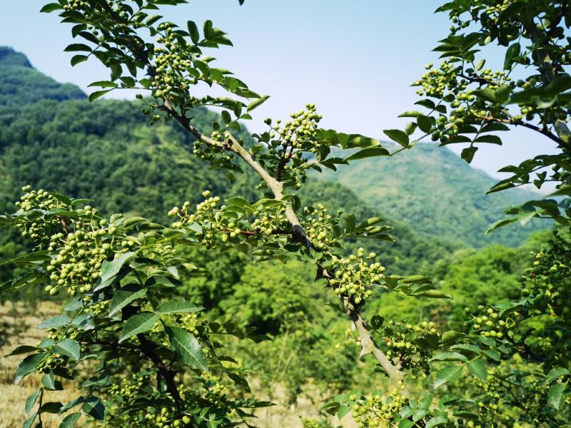 鲜花椒