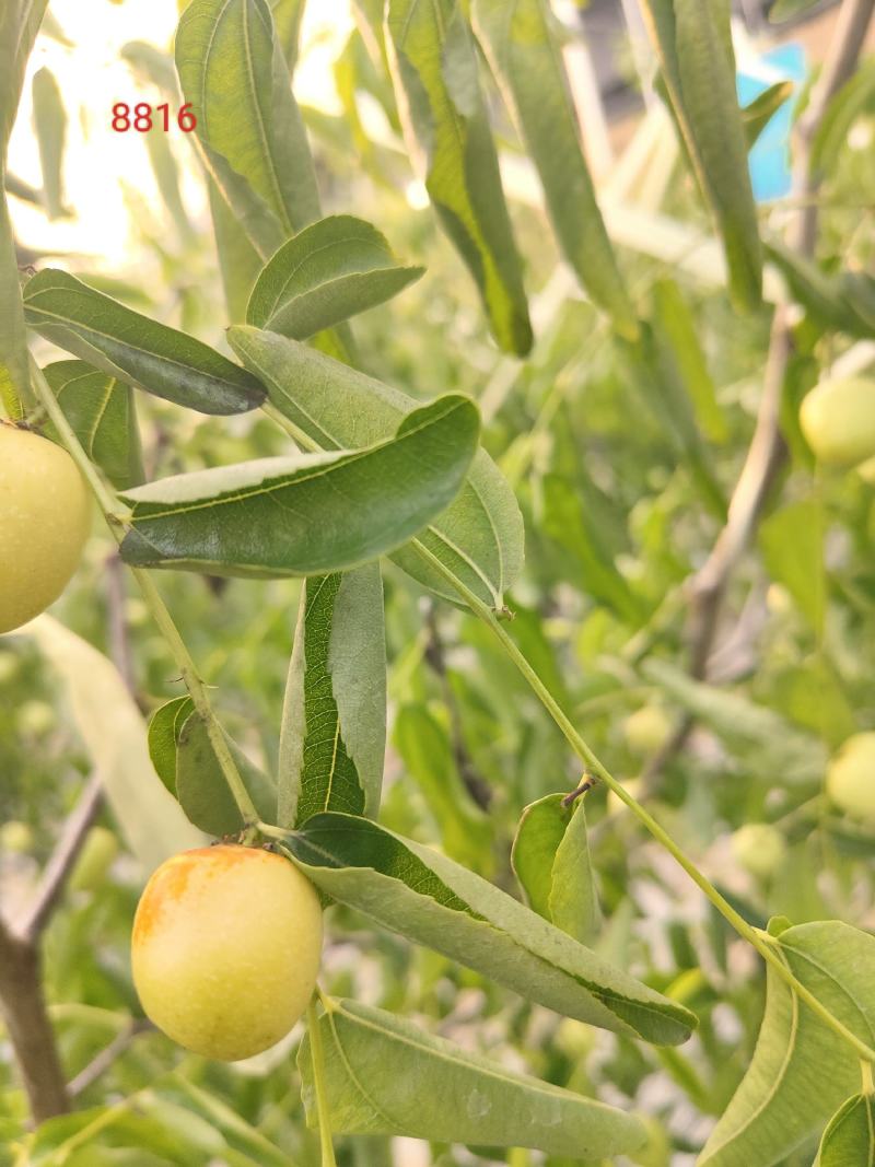 大荔冬枣