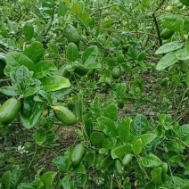 香水柠檬