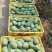 【精选】广西百色台芒农芒果大量上市欢迎采购合作洽谈