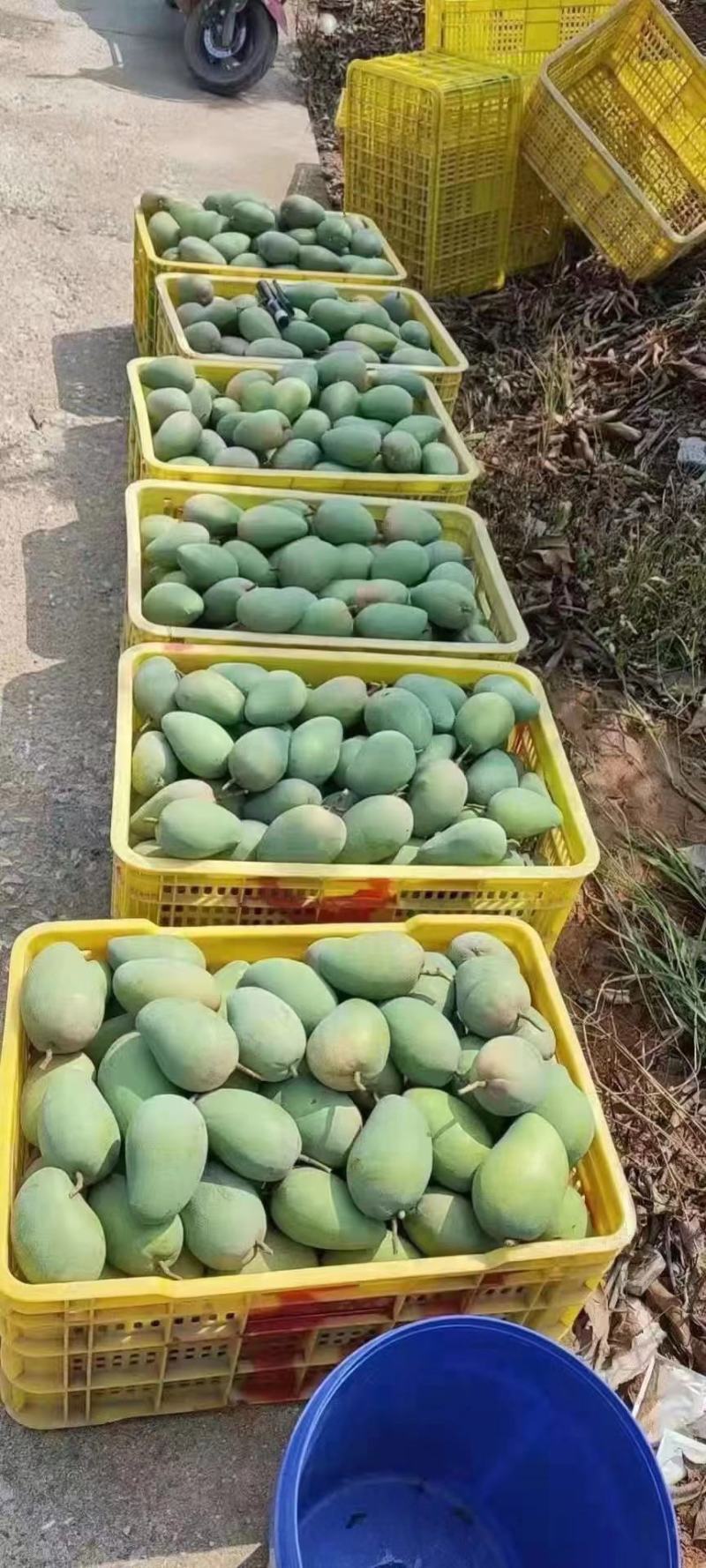 【精选】广西百色台芒农芒果大量上市欢迎采购合作洽谈