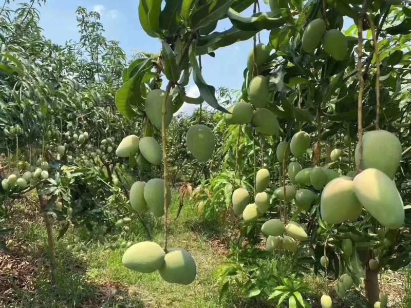 【精选】广西百色台芒农芒果大量上市欢迎采购合作洽谈