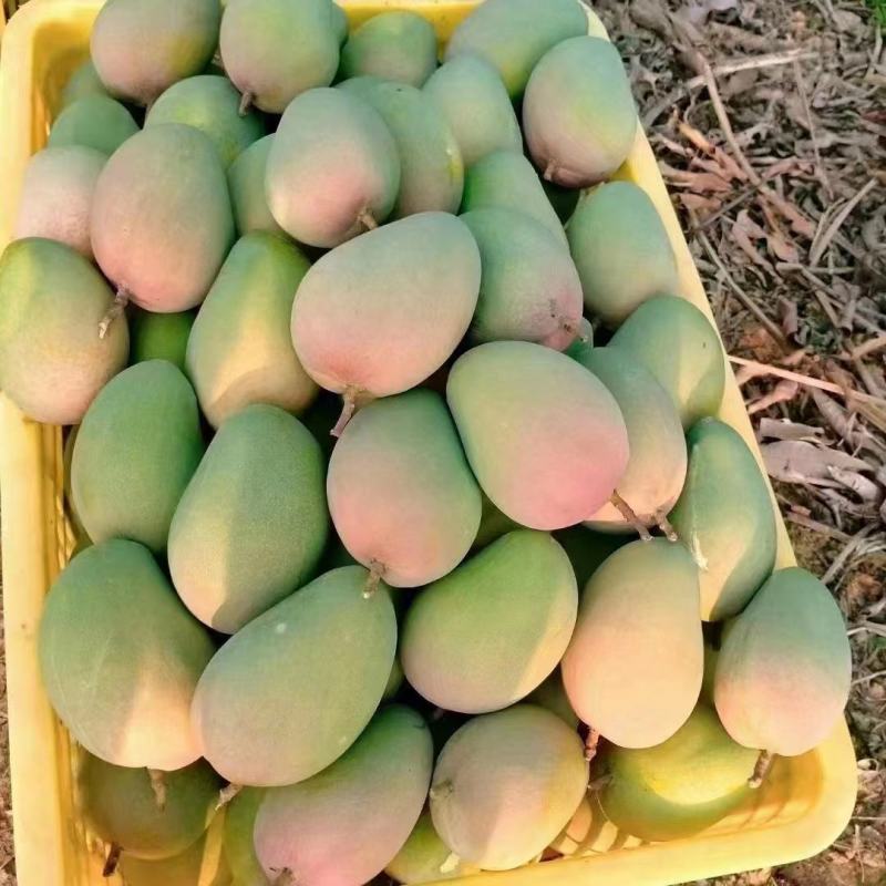 【精选】广西百色台芒农芒果大量上市欢迎采购合作洽谈