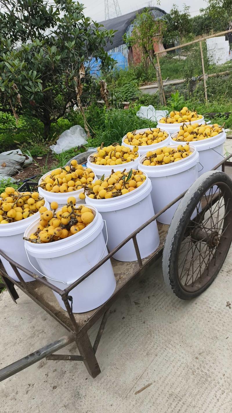 浙江杭州塘栖白沙枇杷，自家大型100亩果园，当天现采