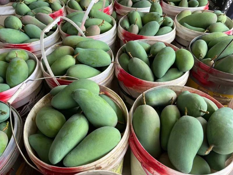 广西芒果金煌芒大量供应，欢迎全国大家采购批发诚信合作