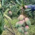广西芒果金煌芒大量供应，欢迎全国大家采购批发诚信合作