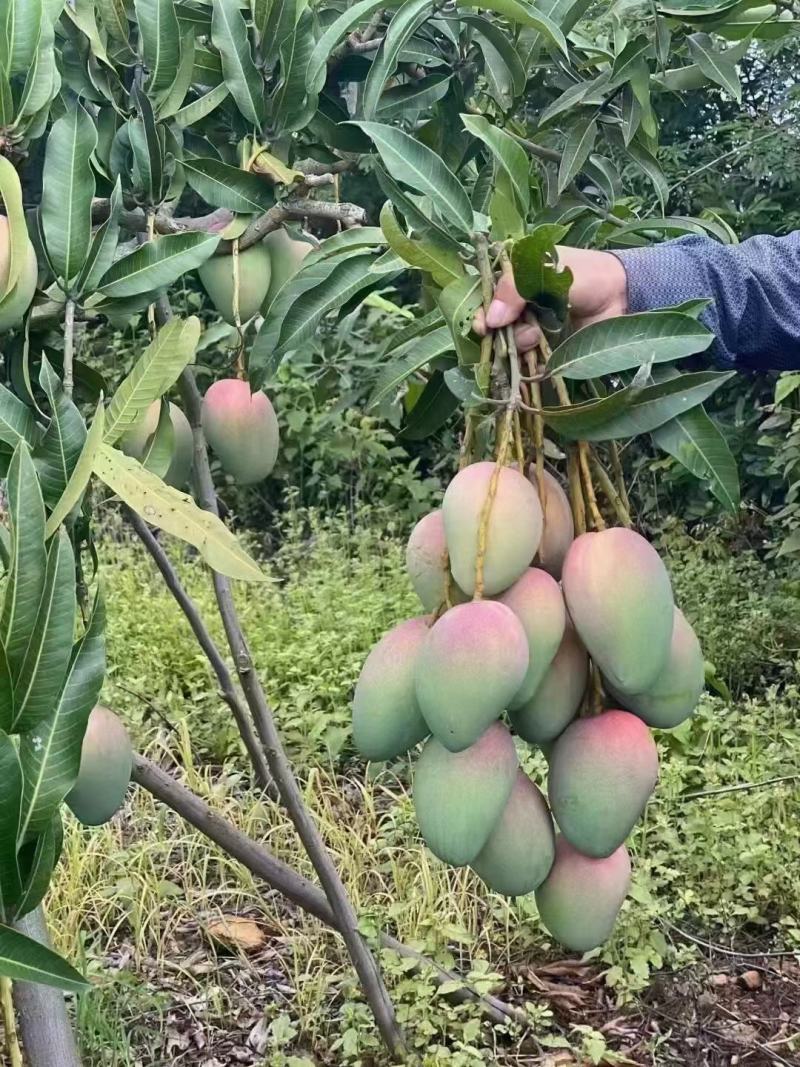 广西芒果金煌芒大量供应，欢迎全国大家采购批发诚信合作
