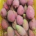 广西芒果金煌芒大量供应，欢迎全国大家采购批发诚信合作