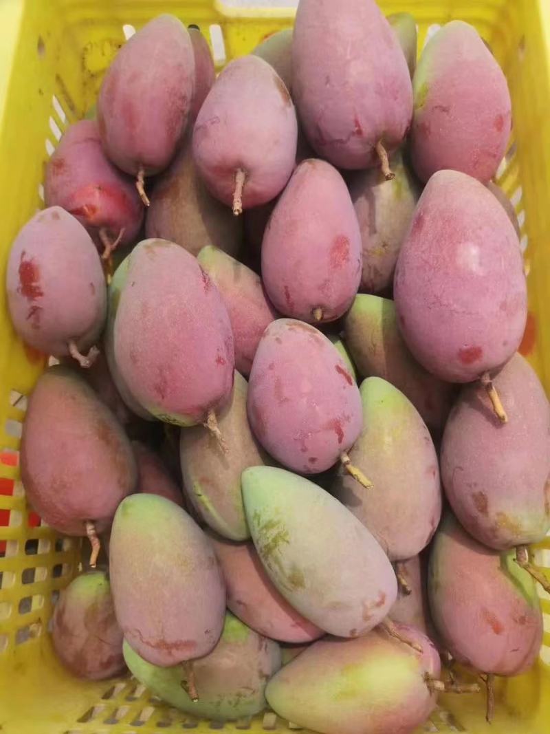广西芒果金煌芒大量供应，欢迎全国大家采购批发诚信合作