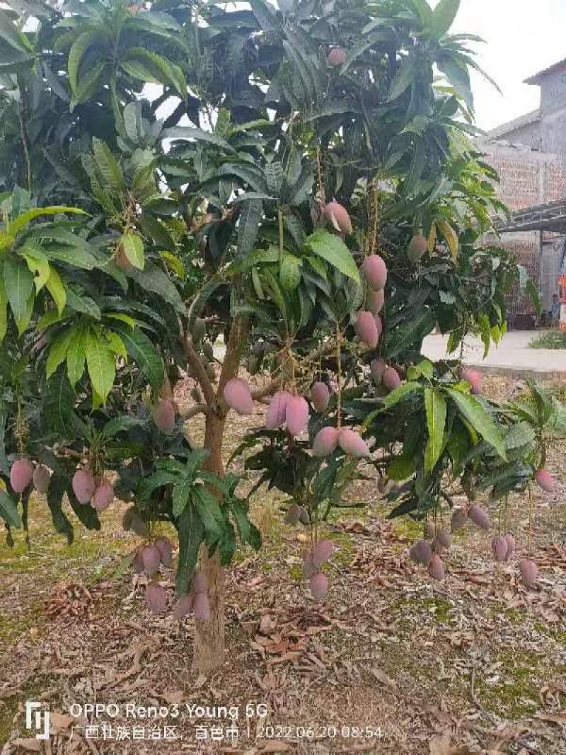 广西芒果金煌芒大量供应，欢迎全国大家采购批发诚信合作