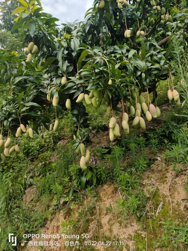 广西芒果金煌芒大量供应，欢迎全国大家采购批发诚信合作