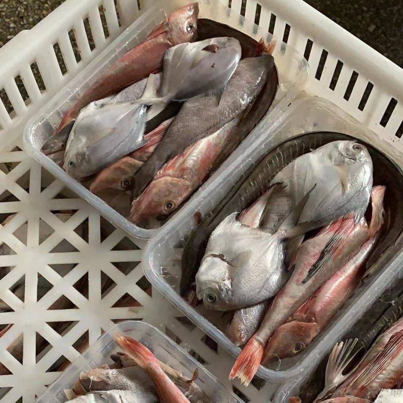 海杂鱼，支持批发价格优惠，支持视频产地看货，欢迎致电