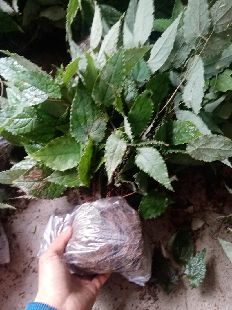 甘肃柔毛淫羊藿种苗老根种苗产地直发高含量25年提前预