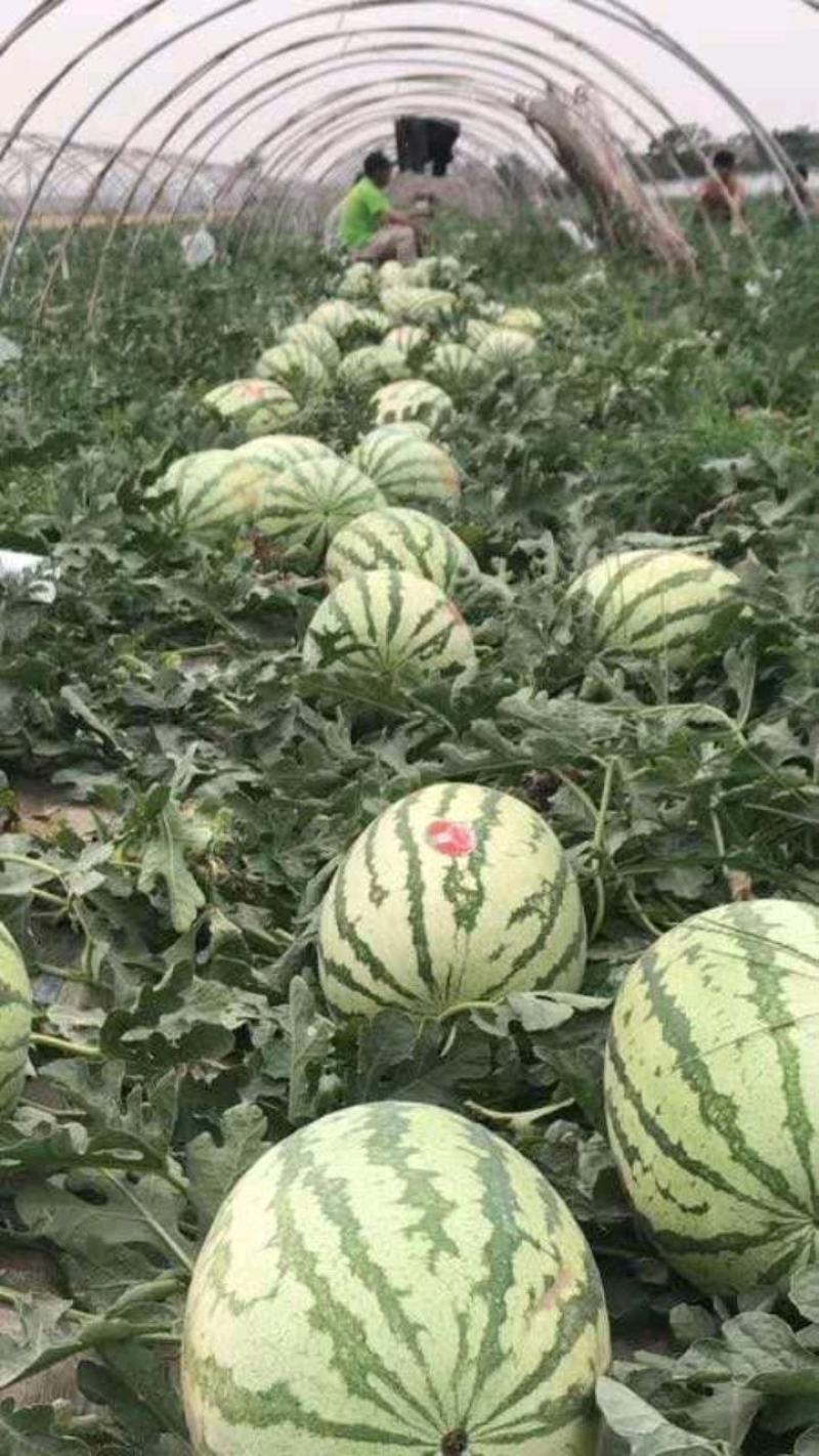 陕甘宁，个头大，口感好皮薄，糖度13.5货源充足