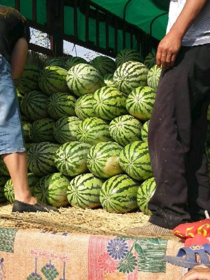 陕甘宁，个头大，口感好皮薄，糖度13.5货源充足