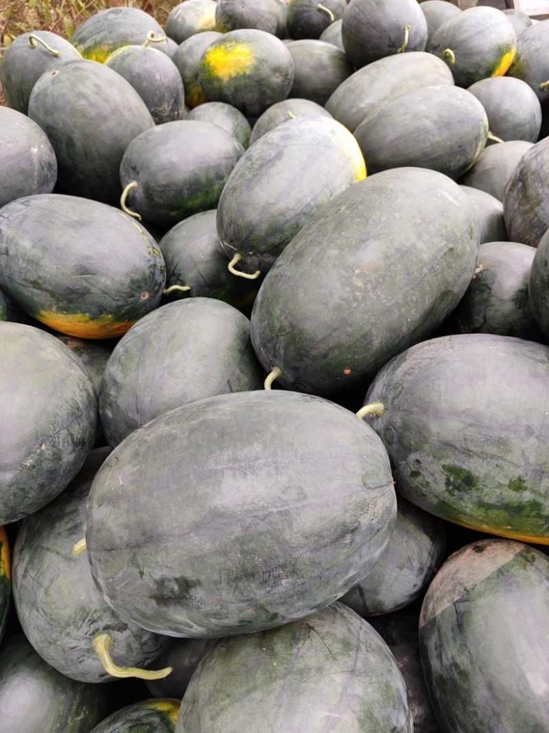河南黑美人西瓜🍉产地一手质量保证电商优选量大价优