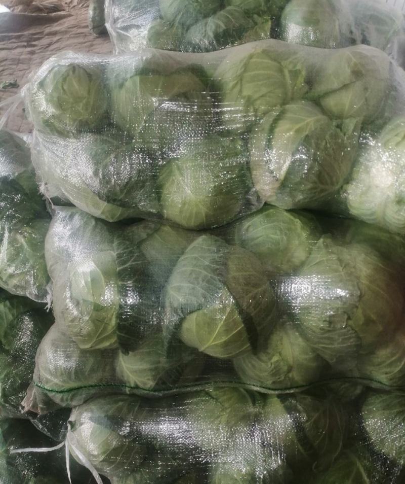 包菜，本地包菜，甘蓝大量上市中，个头均匀，叶面鲜绿无虫孔