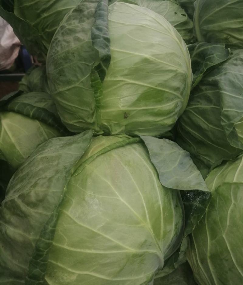 包菜，本地包菜，甘蓝大量上市中，个头均匀，叶面鲜绿无虫孔