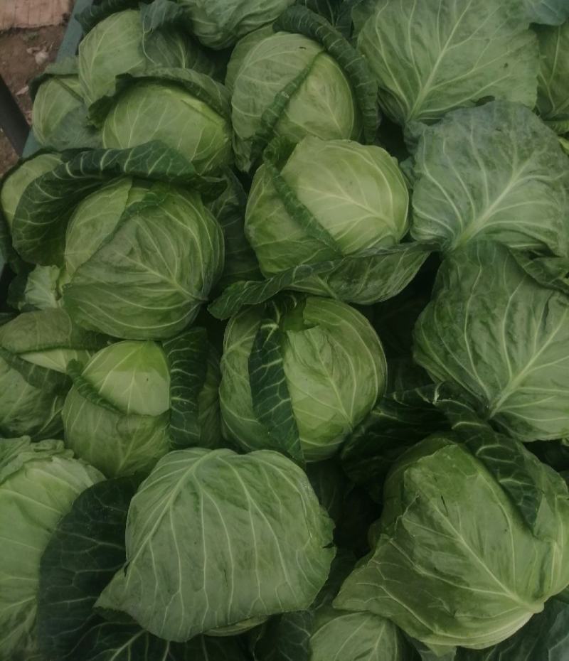 包菜，本地包菜，甘蓝大量上市中，个头均匀，叶面鲜绿无虫孔