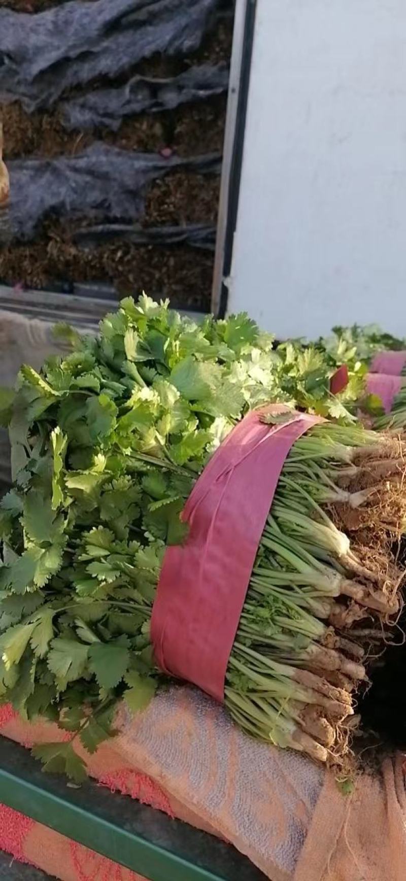 香菜