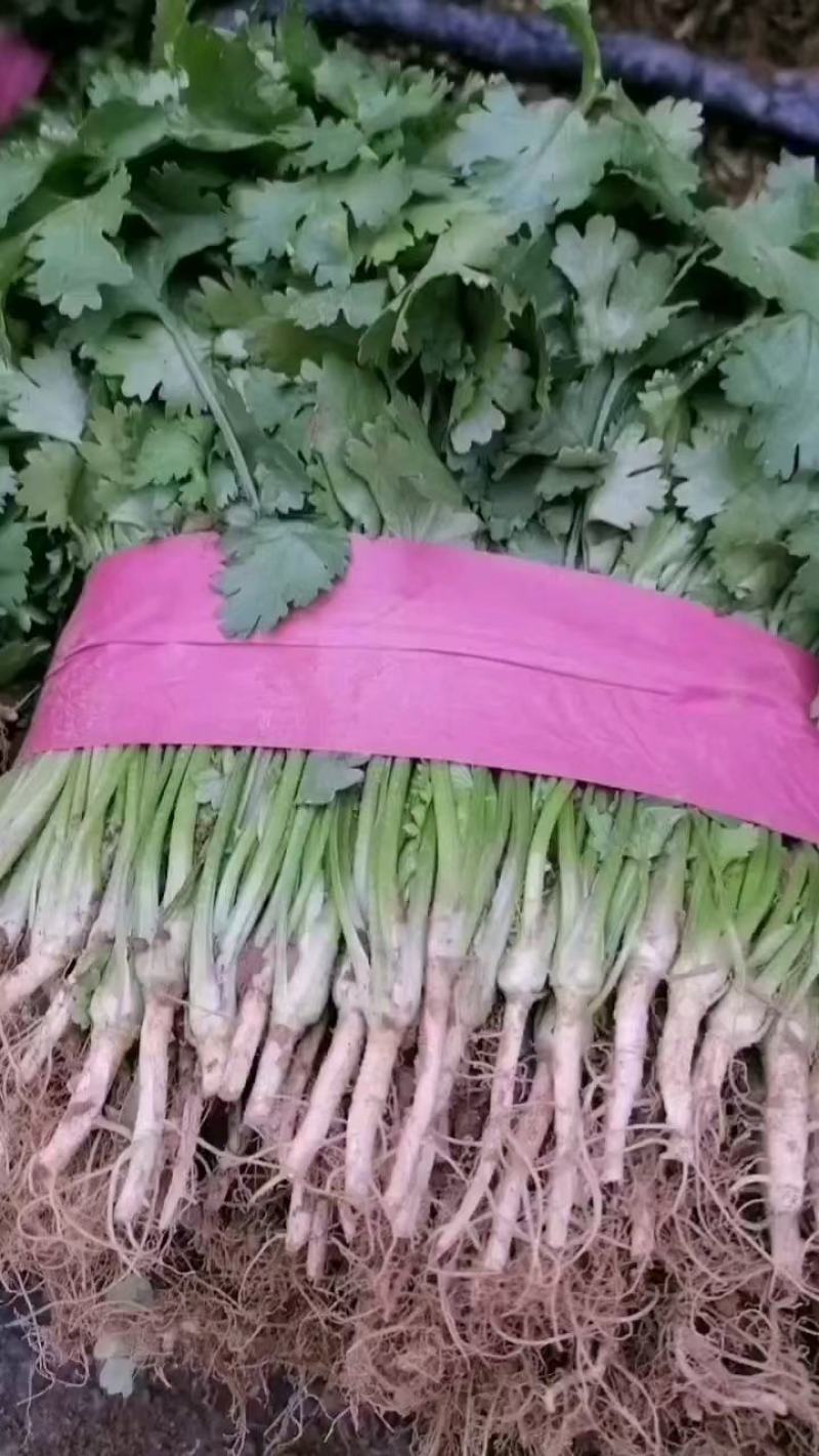 香菜