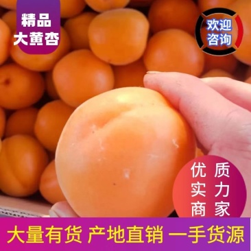 货源充足杏杏凯特杏杏品种齐全欢迎各地新老客户