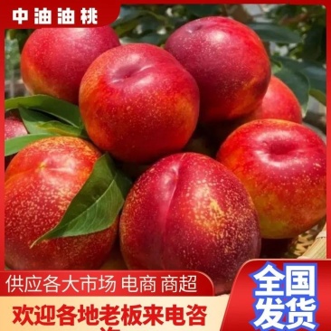 【货源充足】山东油桃4号色曙光大量上市价格不高