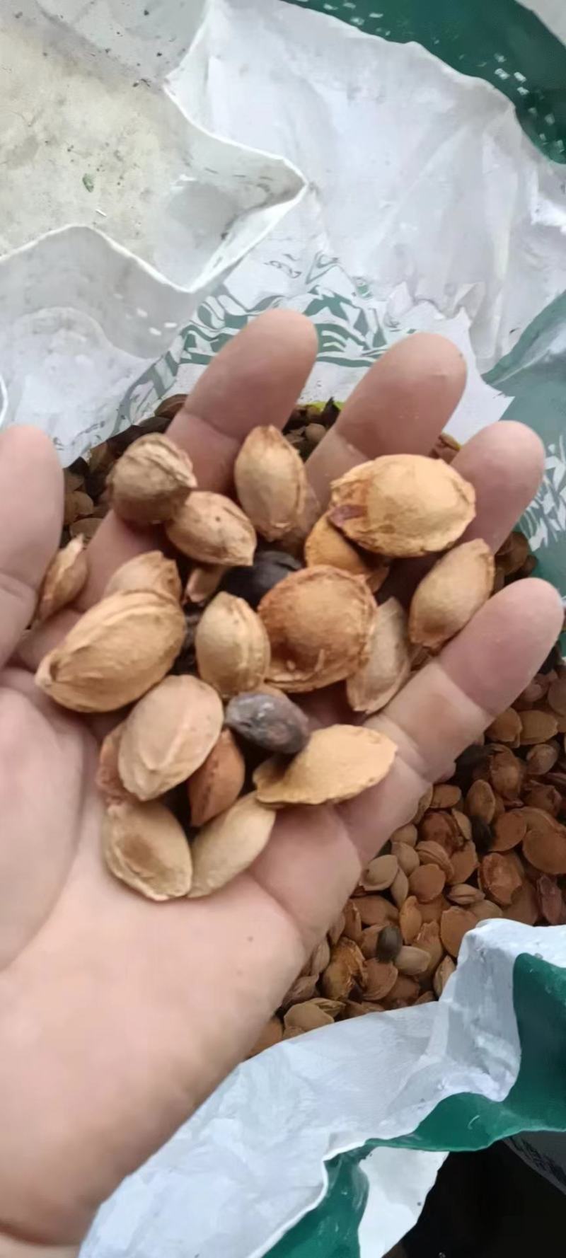纯净杏核干货