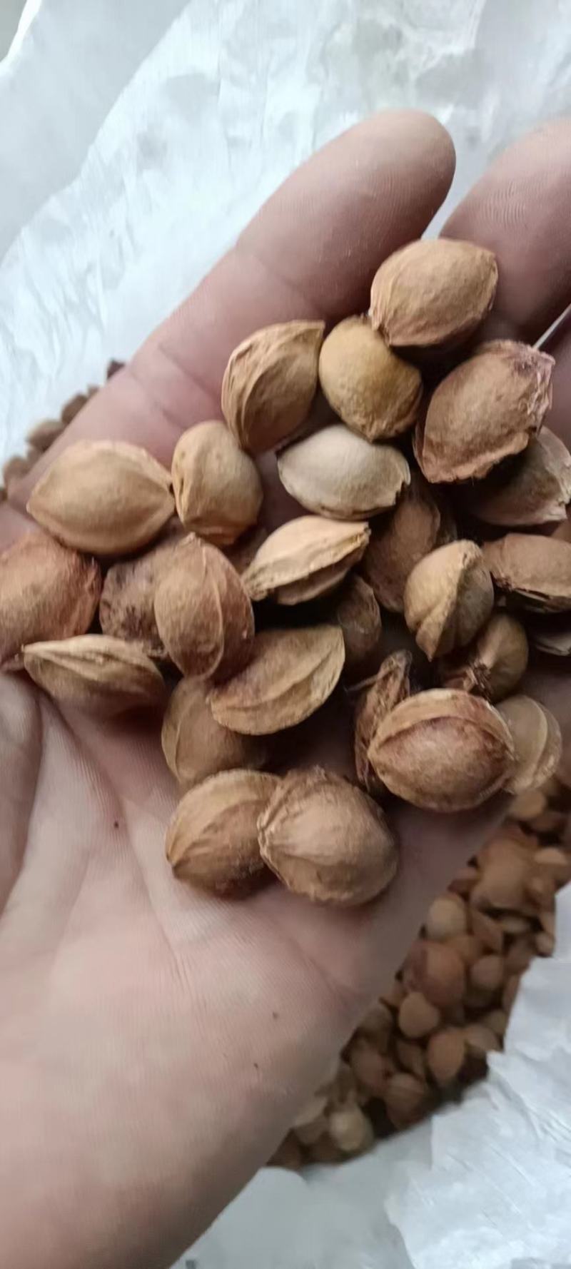 纯净杏核干货