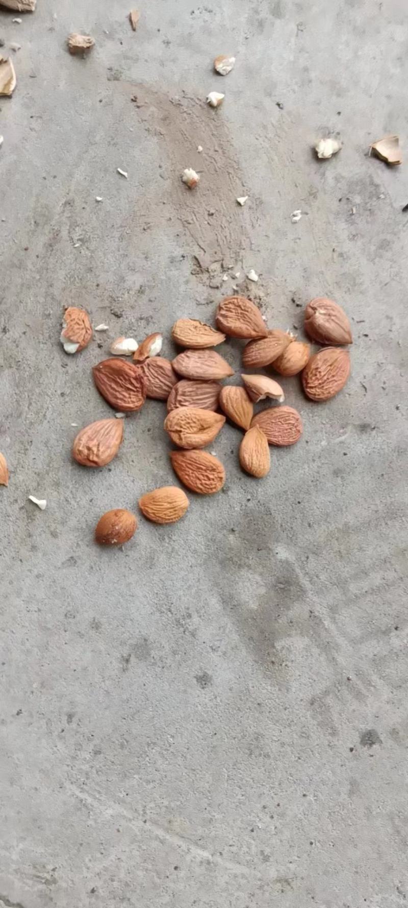 纯净杏核干货