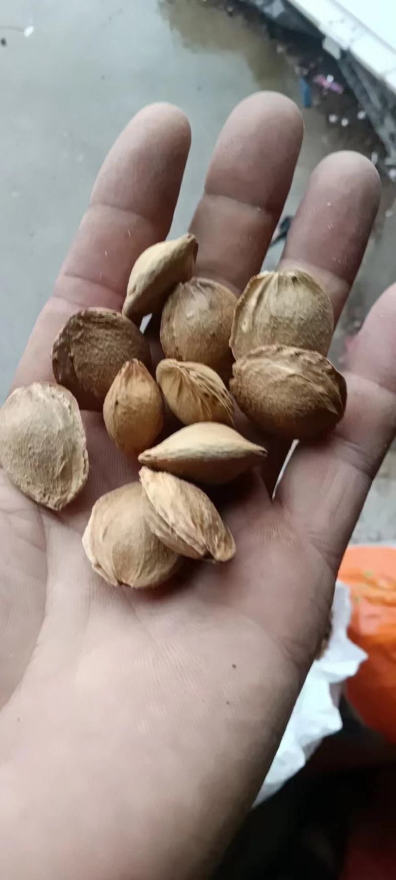纯净杏核干货