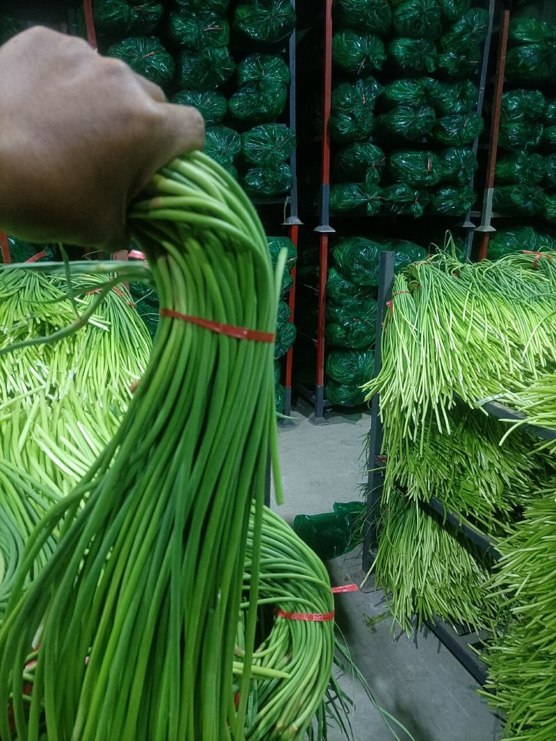 蒜苔